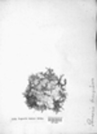 Lepraria incana image